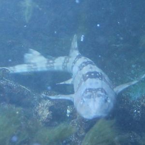 Brown-banded bamboo-shark