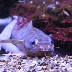 Gaidropsarus vulgaris