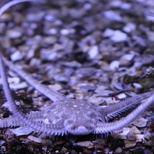Brittle star
