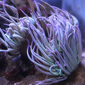 Sea-anemone
