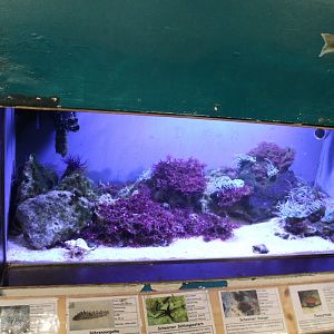 Invertebrates aquarium