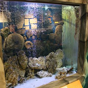 Lobster and Horseshoe crab-aquarium