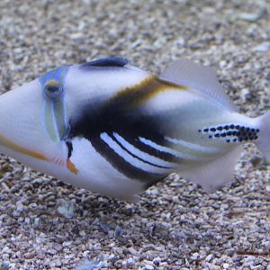 Picasso triggerfish