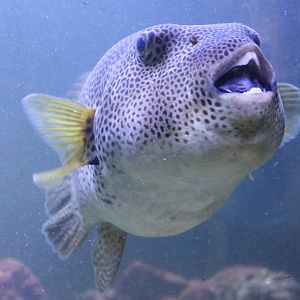 Starry puffer - Arothron stellatus