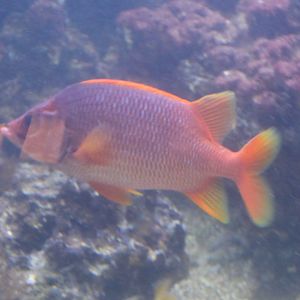 Giant squirrelfish - Sargocentron spiniferum