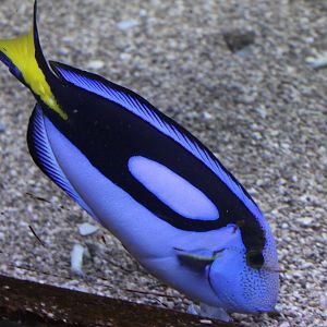 Paracanthurus hepatus