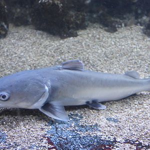 Hexanematichthys seemanni