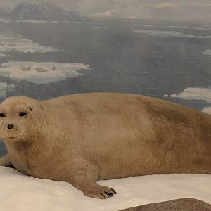 Bearded seal (Erignathus barbatus)