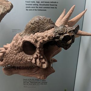 Stygimoloch spinifer skull cast