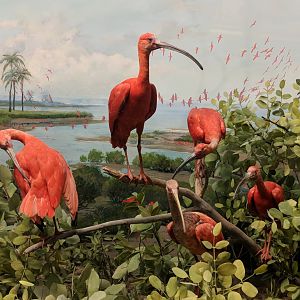Scarlet ibis (Eudocimus ruber)