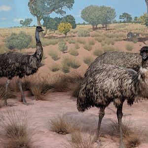 Emu (Dromaius novaehollandiae)