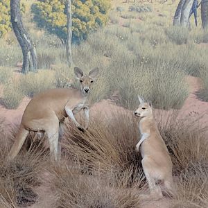 Red kangaroo (Osphranter rufus)