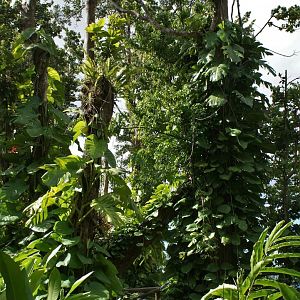 Parc des mamelles    Guadeloupe