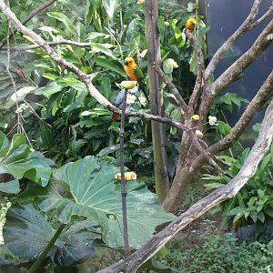 Parc des mamelles    Guadeloupe