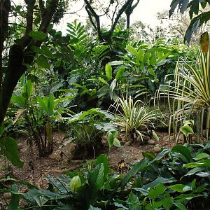 Parc des mamelles    Guadeloupe