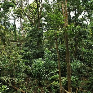Parc des mamelles    Guadeloupe