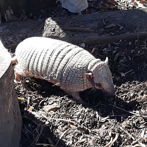 Six-banded armadillo