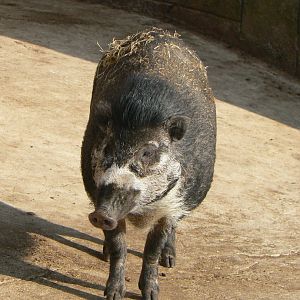 Visayan Warty Pig - 24 February 2019