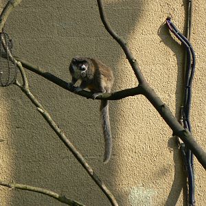 Mongoose Lemur - 24 February 2019