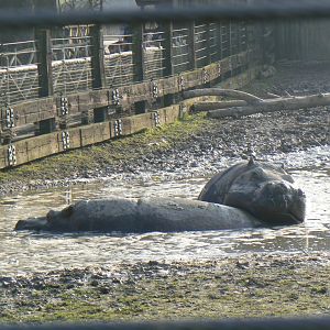 Common Hippopotamus - 24 February 2019