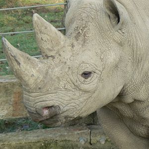 Eastern Black Rhinoceros - 24 February 2019