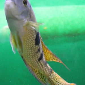 Cichlasoma nicaraguense