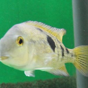 Cichlasoma nicaraguense