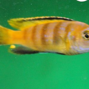 Melanochromis johani