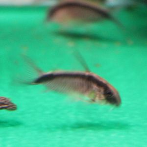 Corydoras arcutuatus