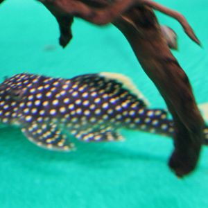 Baryancistrus species