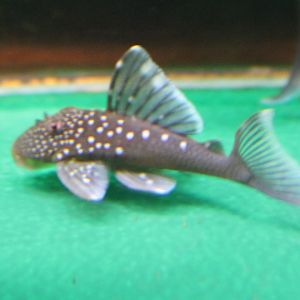 Baryancistrus demantoides