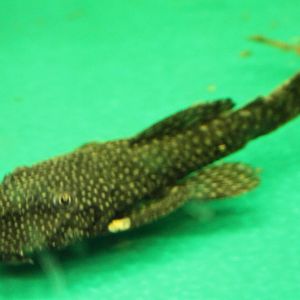 Ansistrus dolichopterus