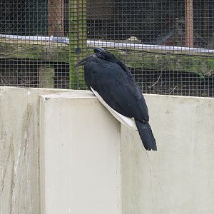 Abyssinian ground hornbill 190219