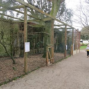 Great grey owl aviary 190219