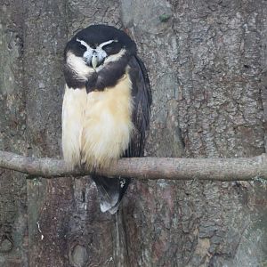 Spectacled owl 190219