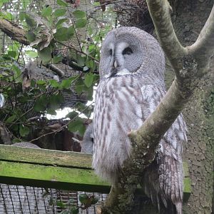 Great grey owl 190219