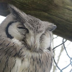 Northern white-faced owl 190219