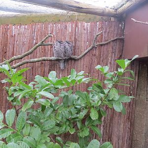 Tawny frogmouth aviary 190219