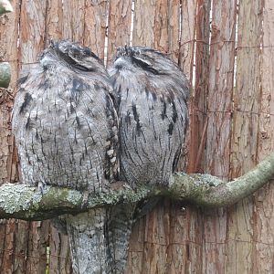 Tawny frogmouths 190219