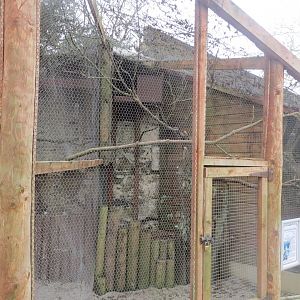 Red-billed blue magpie aviary 190219