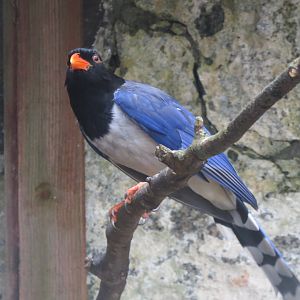 Red-billed blue magpie 190219