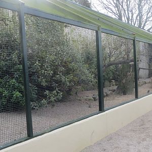 Mixed softbill aviary 190219