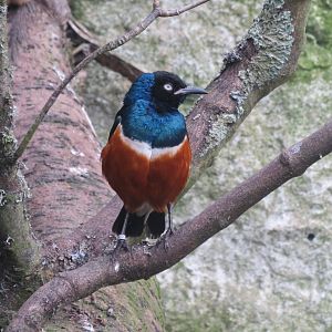 Superb starling 190219