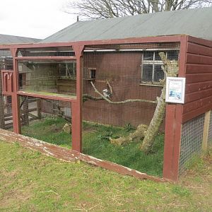 Laughing kookaburra aviary 190219