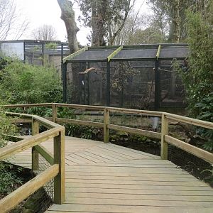 Hyacinth macaw aviary 190219