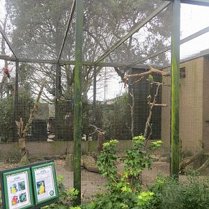 Mixed parrot aviary 190219