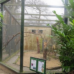 Vosmaer's eclectus parrot aviary 190219