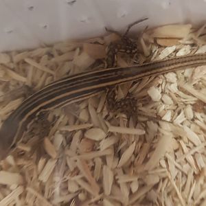 Podarcus peloponnesiacus