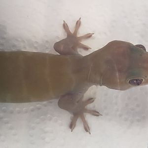 Golden gecko - Gekko badeni