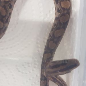 Colombian rainbow boa - Epicrates maurus